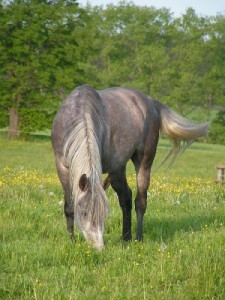 Obrazek